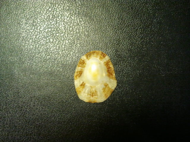 Patella caerulea o ulyssiponensis?